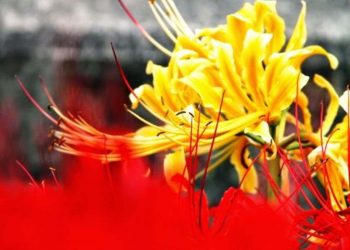 Phân loại hoa bỉ ngạn chi tiết các màu