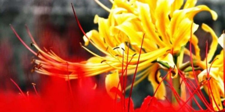 Phân loại hoa bỉ ngạn chi tiết các màu