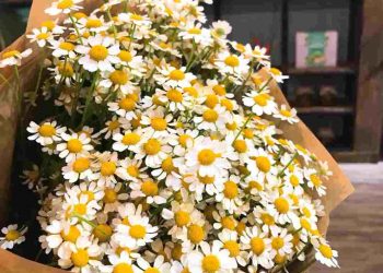 Hoa cúc Tana là loài hoa gì?