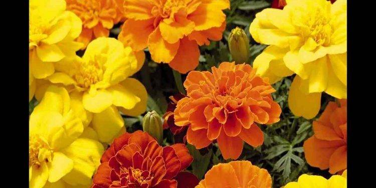 Công dụng hoa vạn thọ trong y học.