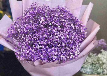 Những bó hoa baby thể hiện sự ngây thơ và trong sáng 