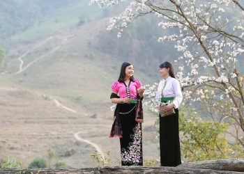 Hoa ban  là loài hoa tượng trưng cho hoa tình yêu của người Tây Bắc 