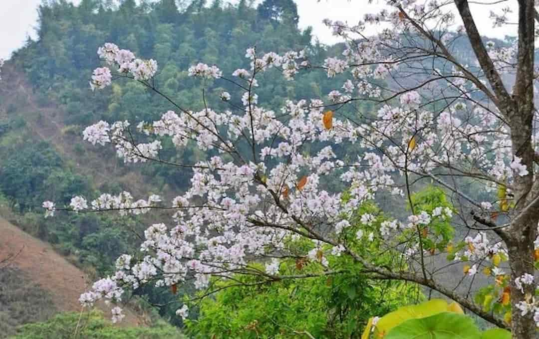 Đơn giản và dễ để có thể trồng loài hoa này 