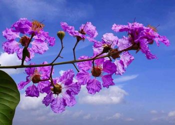 Bằng lăng là loài hoa vừa đẹp vừa tốt cho sức khỏe