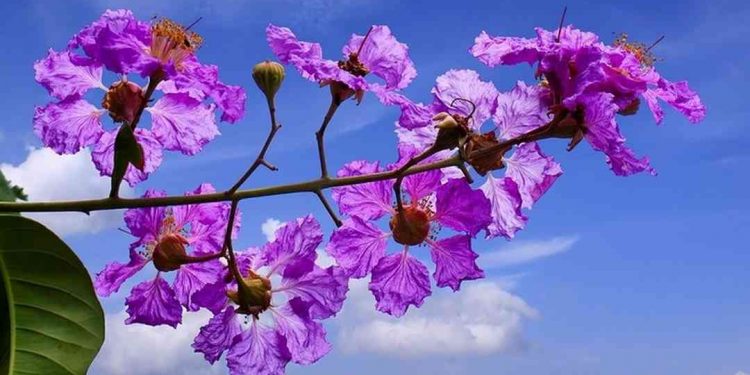 Bằng lăng là loài hoa vừa đẹp vừa tốt cho sức khỏe