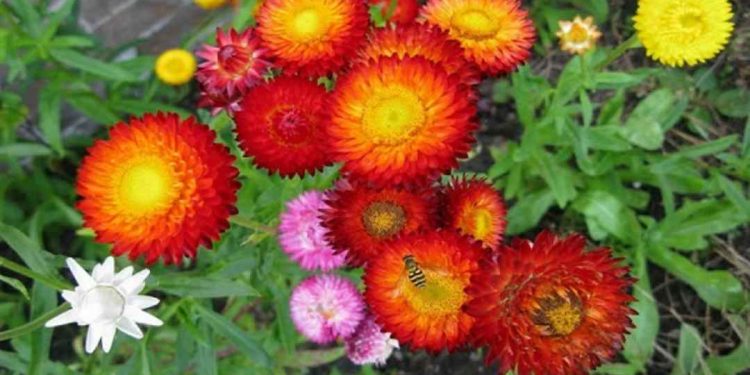 Hình ảnh về hoa cúc bất tử