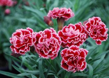 Những bông hoa với màu sắc vô cùng bắt mắt