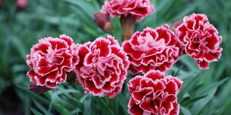 Những bông hoa với màu sắc vô cùng bắt mắt