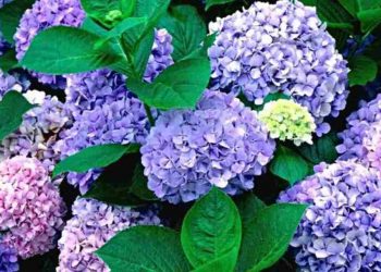 Cẩm tú cầu dùng trong hôn lễ, khai trương, ngày kỷ niệm đều phù hợp