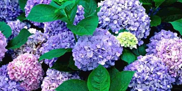 Cẩm tú cầu dùng trong hôn lễ, khai trương, ngày kỷ niệm đều phù hợp