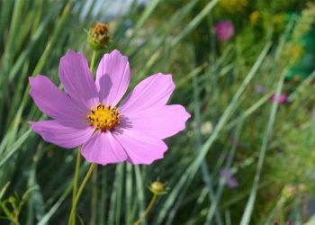 Đặc điểm chung của hoa được nhiều người quan tâm