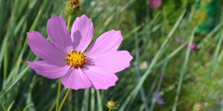 Đặc điểm chung của hoa được nhiều người quan tâm