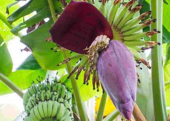 Hoa chuối thường mọc dạng cụm ở kẽ mo chung