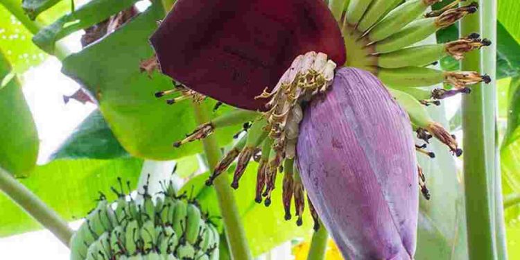 Hoa chuối thường mọc dạng cụm ở kẽ mo chung