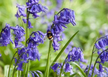 Hoa chuông là loại cây sống lâu năm, dễ trồng và dễ chăm sóc