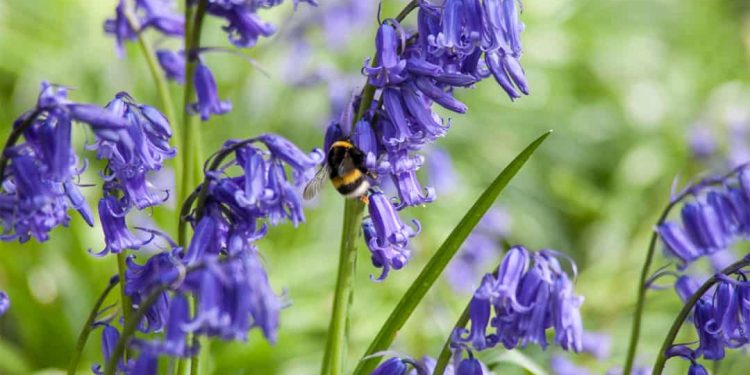 Hoa chuông là loại cây sống lâu năm, dễ trồng và dễ chăm sóc