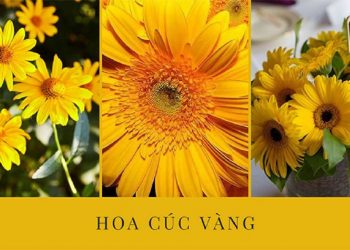 Ý nghĩa của loài cúc vàng trong cuộc sống
