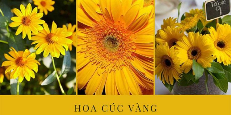Ý nghĩa của loài cúc vàng trong cuộc sống