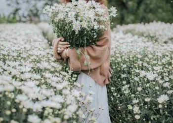 Cách trồng và chăm bón hoa cúc họa mi hợp lí