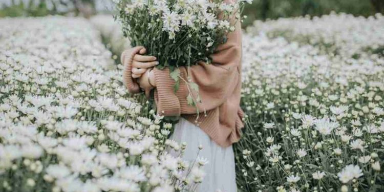 Cách trồng và chăm bón hoa cúc họa mi hợp lí