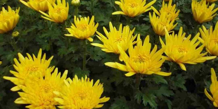 Cây hoa cúc vàng còn biết đến với tên tiếng Anh là Chrysanthemum