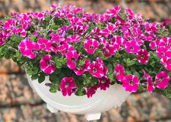 Dạ yến thảo ý nghĩa, đặc điểm, cách trồng cho hoa nở đẹp