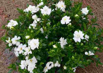 Tác dụng của cây dành dành