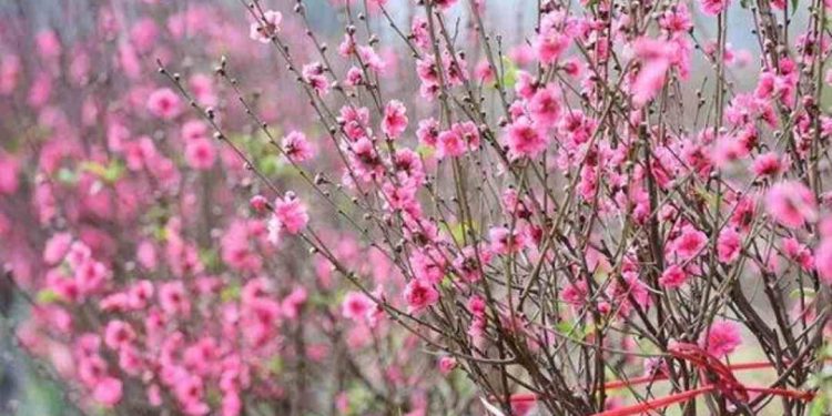 Trung Quốc, Mông Cổ là nguồn gốc của hoa đào ngày Tết đẹp