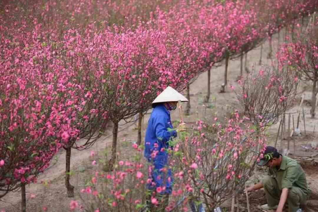 Kỹ thuật chăm sóc cho hoa đào Tết