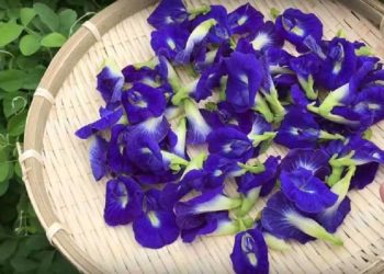 Giảm căng thẳng, stress là công dụng tuyệt vời của hoa cây đậu biếc 