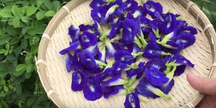 Giảm căng thẳng, stress là công dụng tuyệt vời của hoa cây đậu biếc