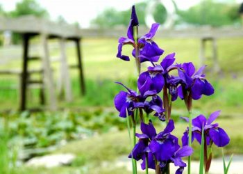 Hoa Diên Vĩ có mặt trong văn hóa nhiều quốc gia 