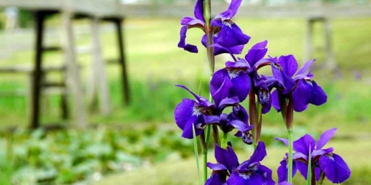 Hoa Diên Vĩ có mặt trong văn hóa nhiều quốc gia