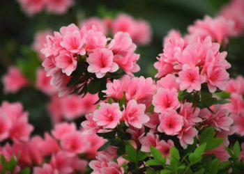 Thông tin về hoa đỗ quyên