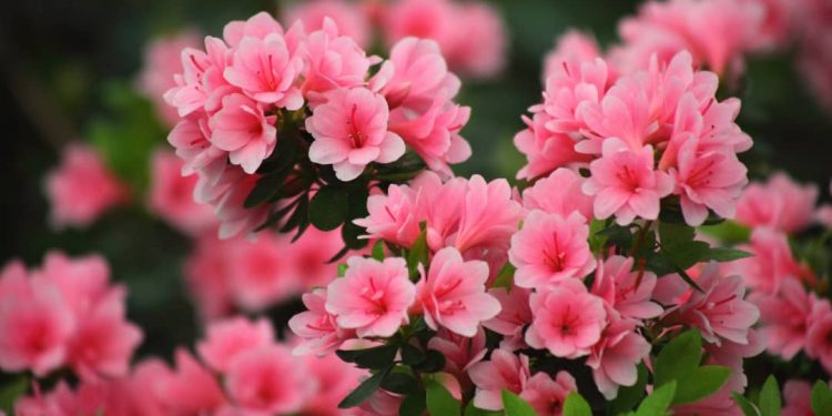 Thông tin về hoa đỗ quyên