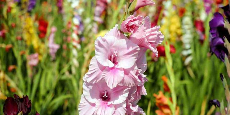 Nguồn gốc xuất xứ của hoa Dơn