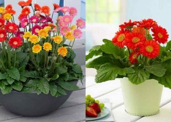 Phân biệt đồng tiền dựa vào giống cây trồng