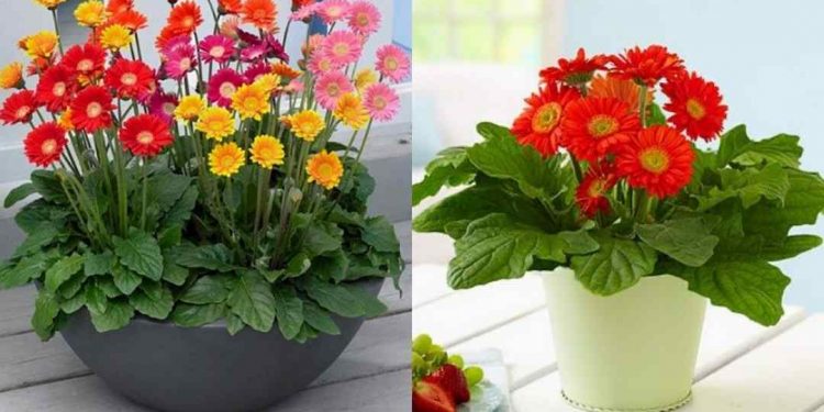 Phân biệt đồng tiền dựa vào giống cây trồng