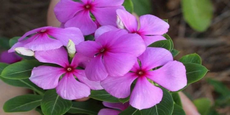 Hoa dừa cạn là loài hoa có nhiều đặc điểm nổi bật