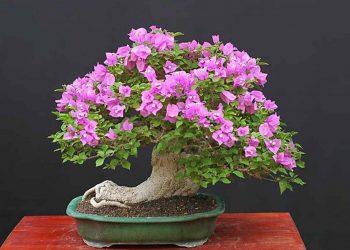 Hoa giấy bonsai với dáng siêu đẹp