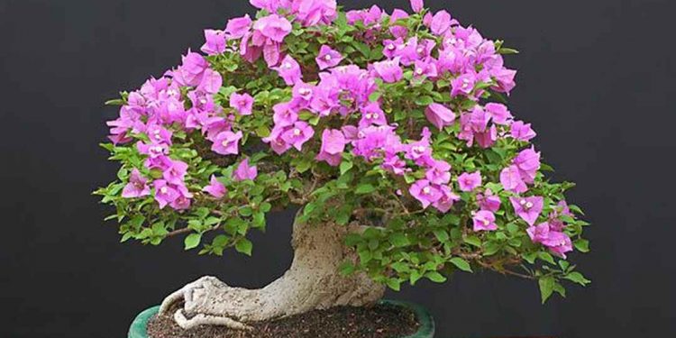 Hoa giấy bonsai với dáng siêu đẹp