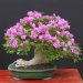Hoa giấy bonsai với dáng siêu đẹp