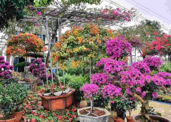 Đôi nét về điểm đặc biệt của loài hoa giấy ngũ sắc 