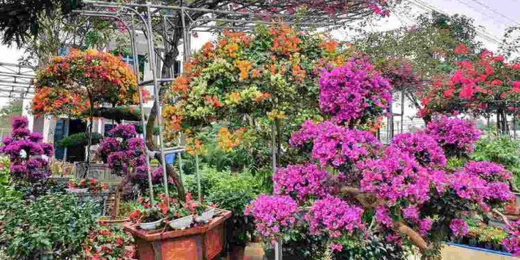 Đôi nét về điểm đặc biệt của loài hoa giấy ngũ sắc