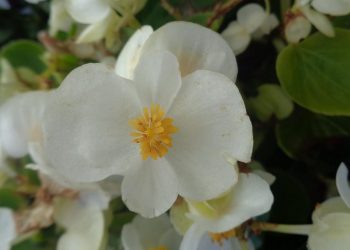 Hoa hải đường thường hay nở rộ vào dịp Tết âm lịch