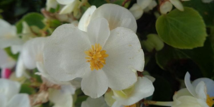 Hoa hải đường thường hay nở rộ vào dịp Tết âm lịch