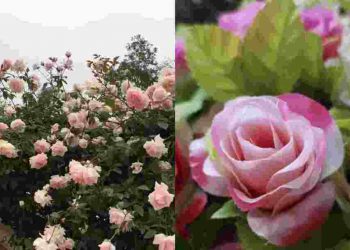 Trung Quốc là nơi đầu tiên thuần hóa hoa hồng và trồng