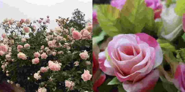 Trung Quốc là nơi đầu tiên thuần hóa hoa hồng và trồng