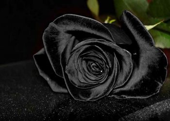 Biểu tượng của cô đơn 