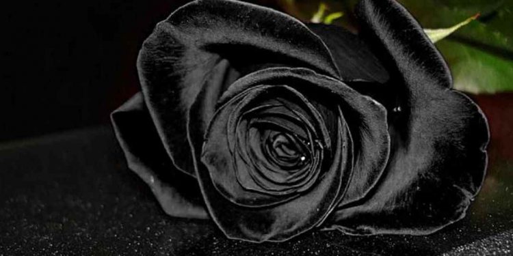 Biểu tượng của cô đơn 